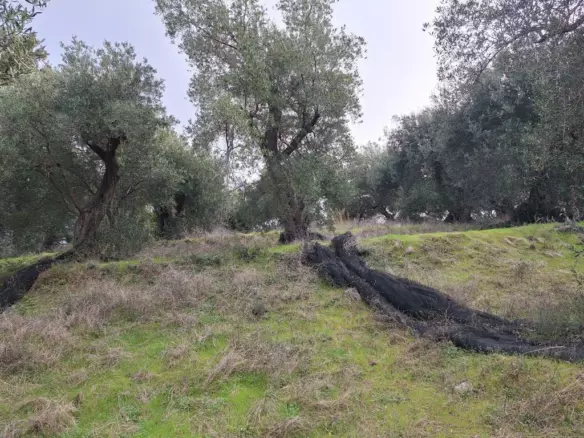 Land In Corfu, Greece (1.250 M²)