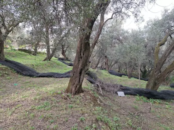 Land In Corfu, Greece