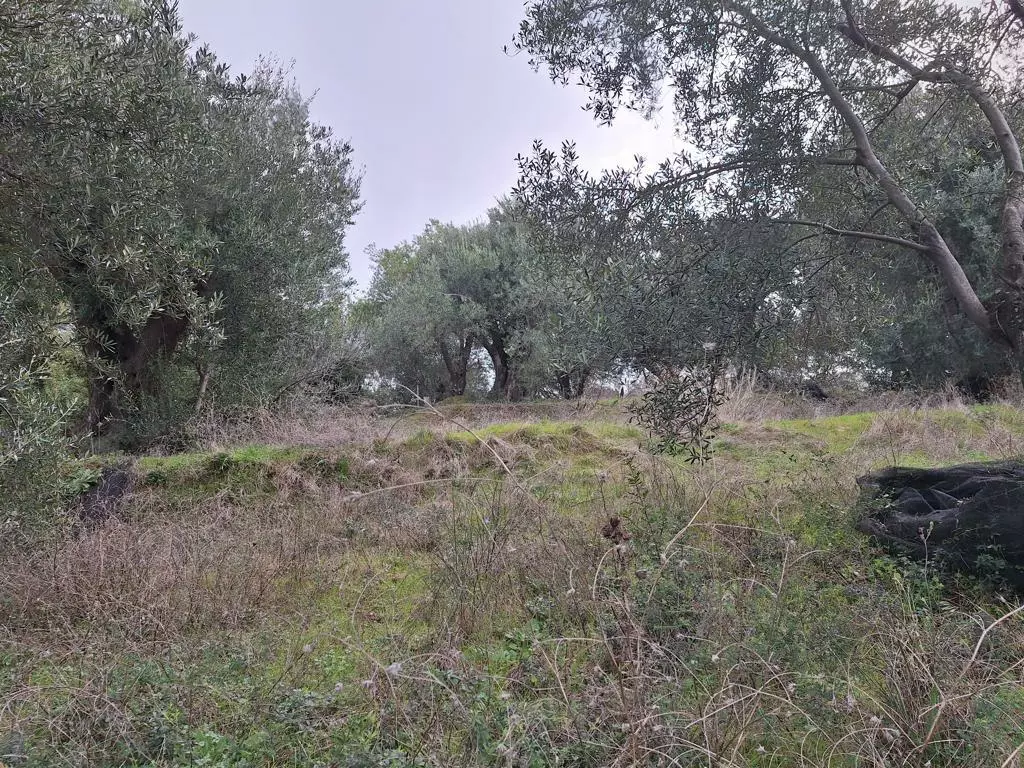 Land In Corfu, Greece (1.250 M²)