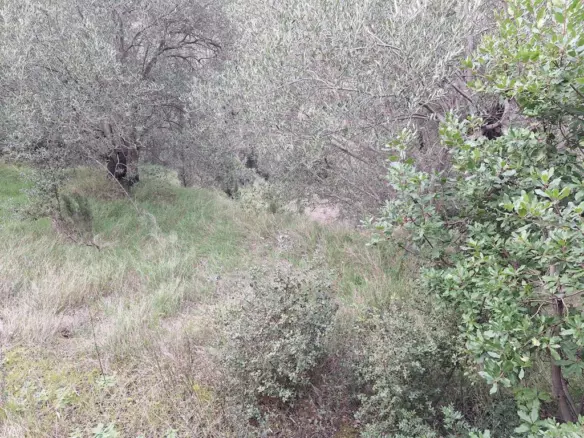 Land In Corfu, Greece (1.250 M²)
