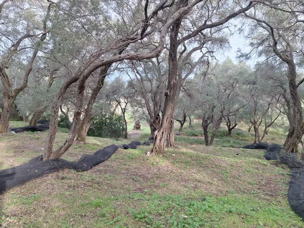 Land In Corfu, Greece