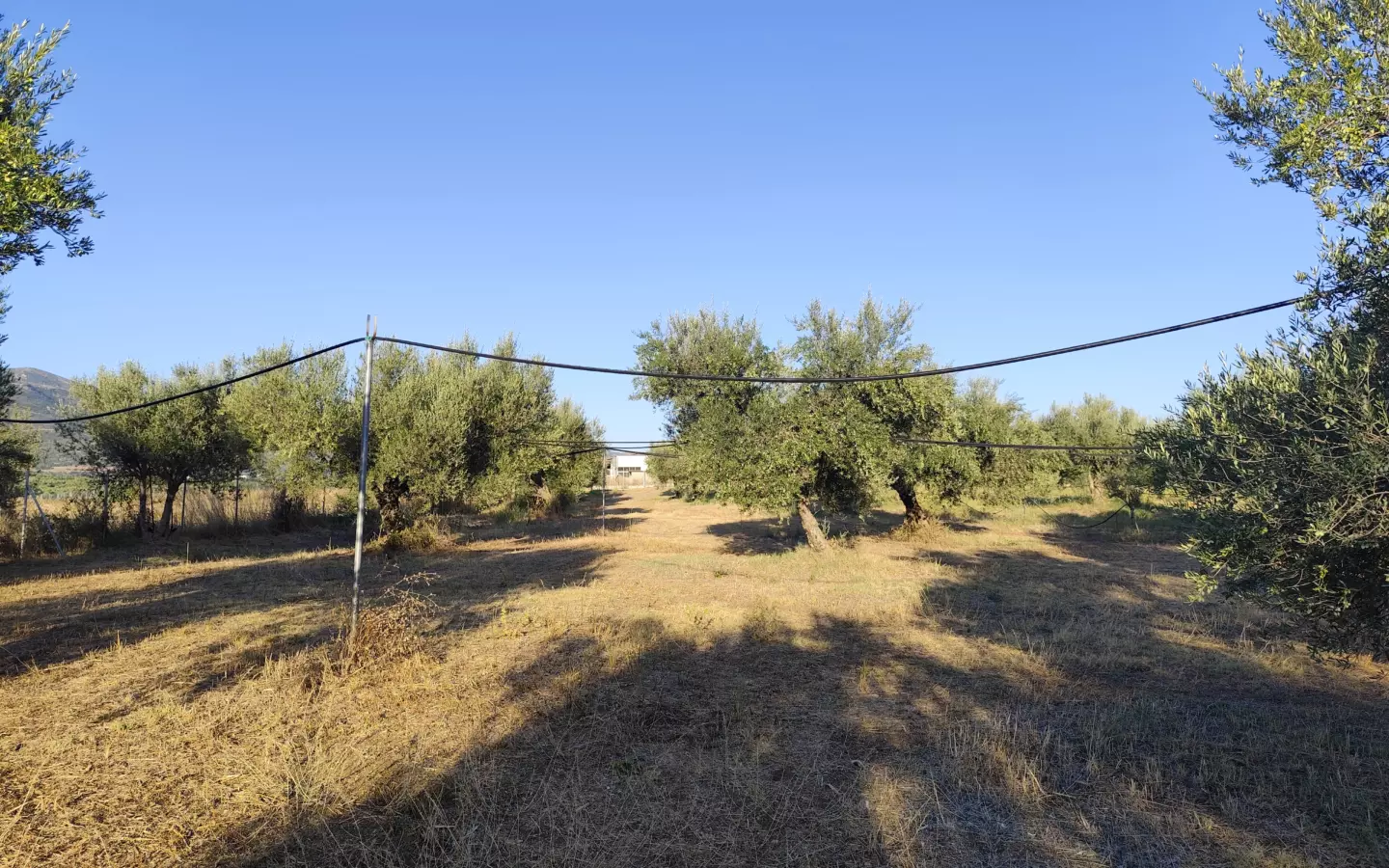 For Sale: Ultra-modern, High-yield 15-acre Organic Olive Grove In Chalandritsa, Achaia