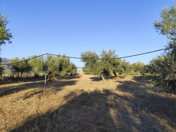 For Sale: Ultra-modern, High-yield 15-acre Organic Olive Grove In Chalandritsa, Achaia