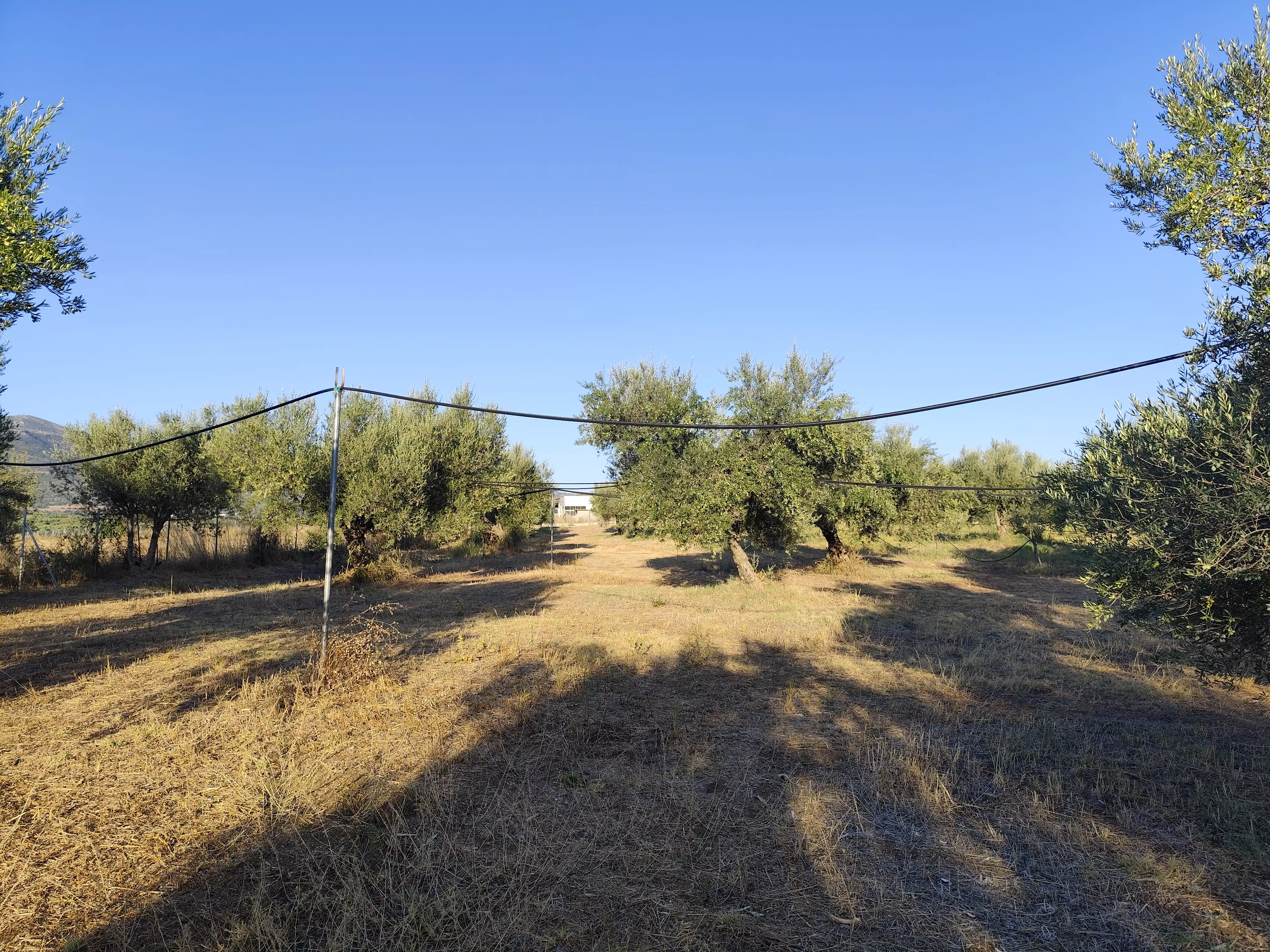 For Sale: Ultra-modern, High-yield 15-acre Organic Olive Grove In Chalandritsa, Achaia