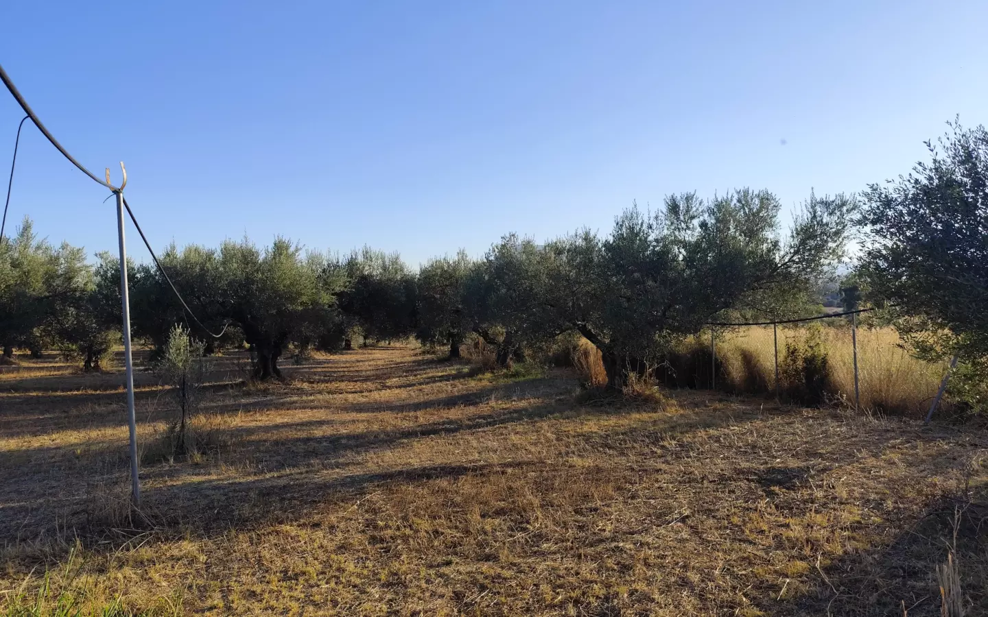 For Sale: Ultra-modern, High-yield 15-acre Organic Olive Grove In Chalandritsa, Achaia