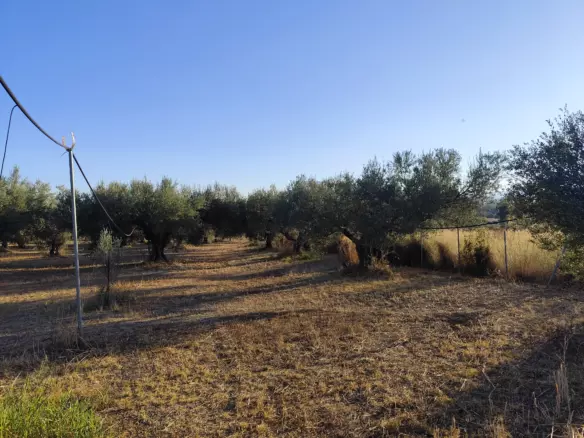 For Sale: Ultra-modern, High-yield 15-acre Organic Olive Grove In Chalandritsa, Achaia