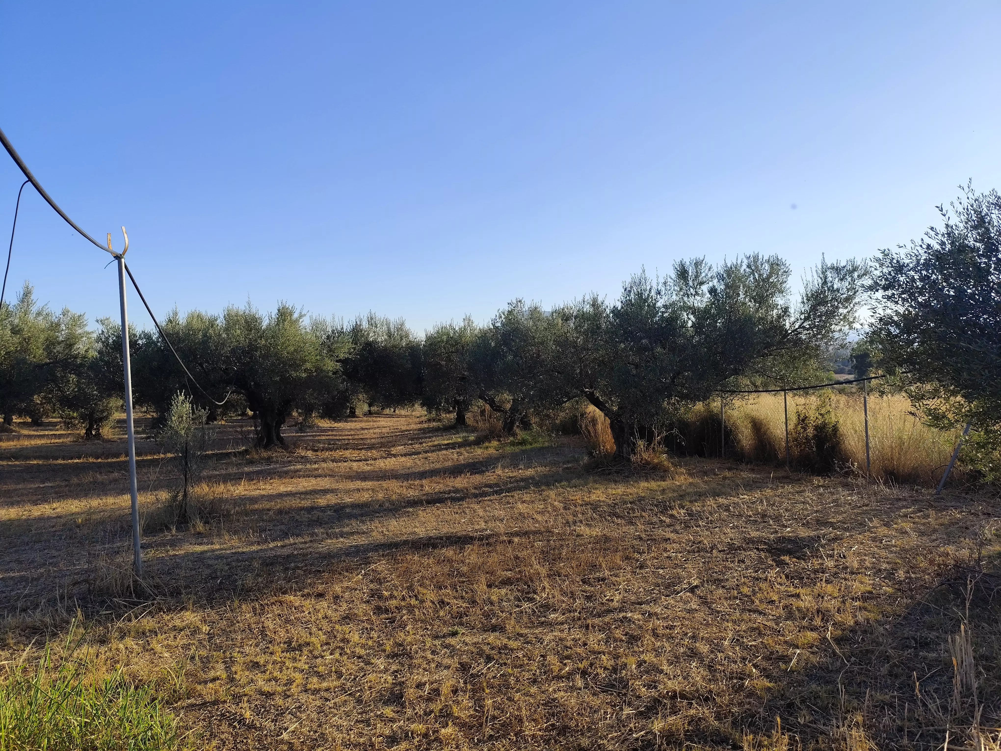 For Sale: Ultra-modern, High-yield 15-acre Organic Olive Grove In Chalandritsa, Achaia