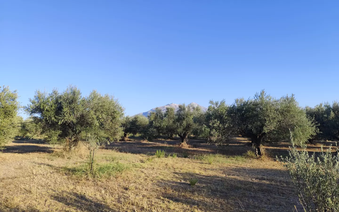 For Sale: Ultra-modern, High-yield 15-acre Organic Olive Grove In Chalandritsa, Achaia