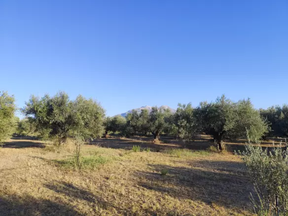For Sale: Ultra-modern, High-yield 15-acre Organic Olive Grove In Chalandritsa, Achaia