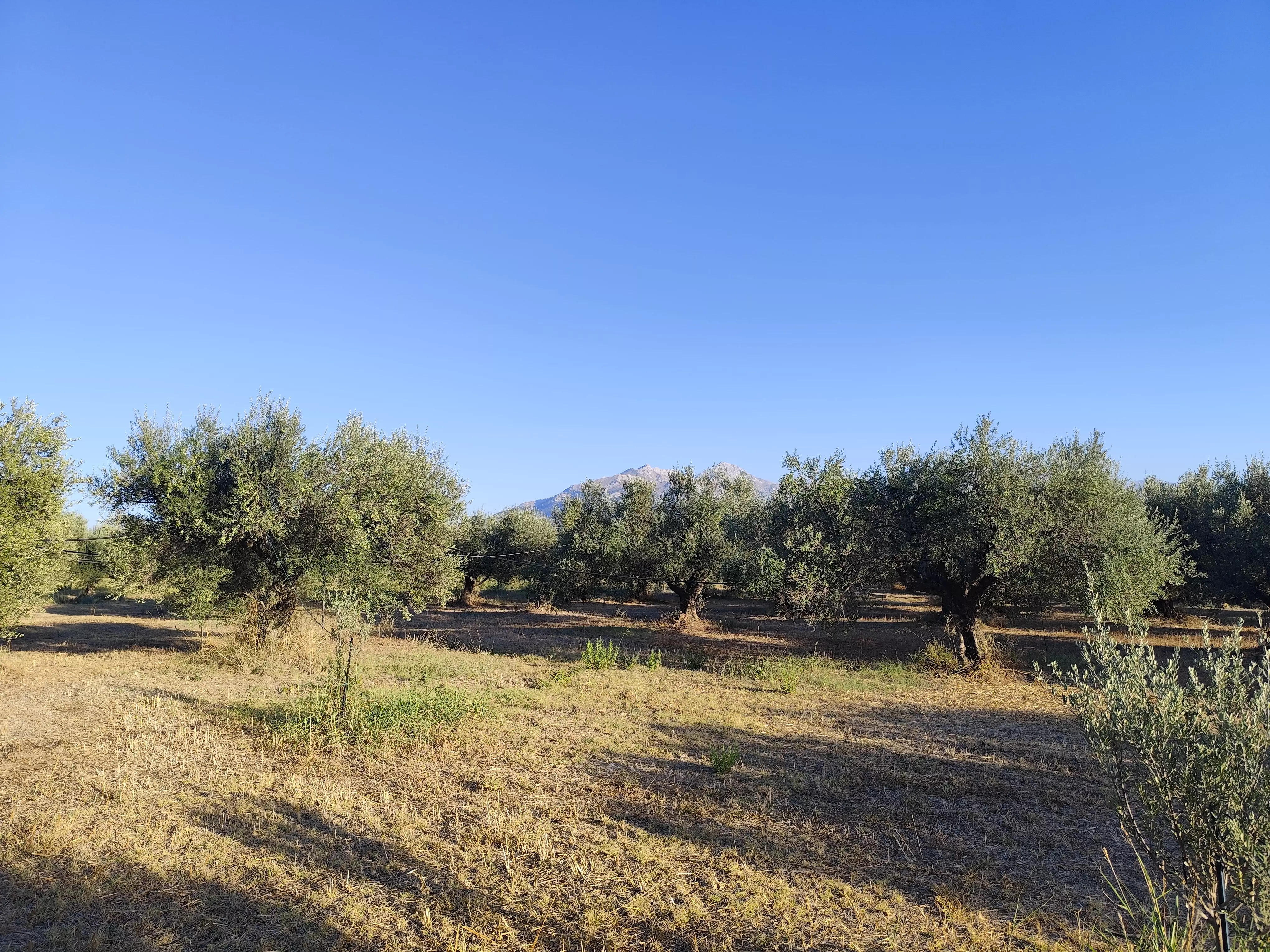 For Sale: Ultra-modern, High-yield 15-acre Organic Olive Grove In Chalandritsa, Achaia
