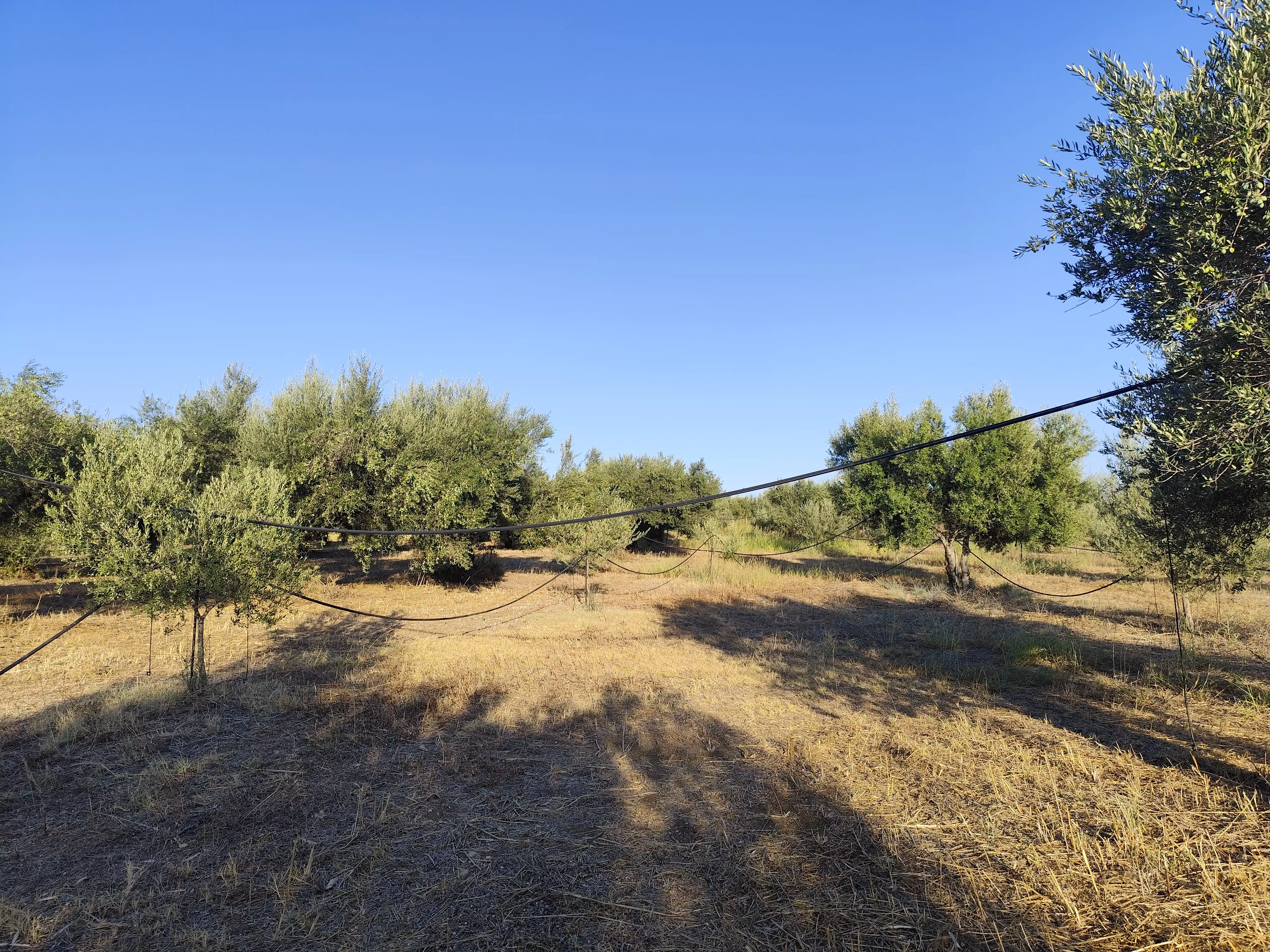 For Sale: Ultra-modern, High-yield 15-acre Organic Olive Grove In Chalandritsa, Achaia
