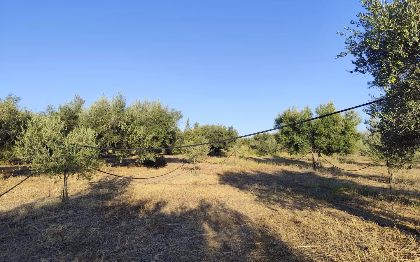 For Sale: Ultra-modern, High-yield 15-acre Organic Olive Grove In Chalandritsa, Achaia