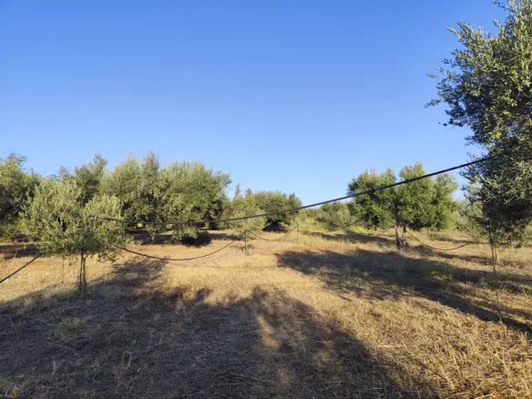 For Sale: Ultra-modern, High-yield 15-acre Organic Olive Grove In Chalandritsa, Achaia