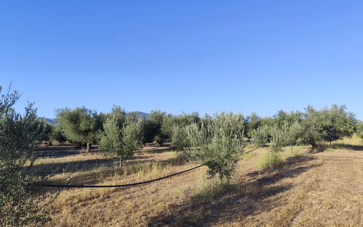 For Sale: Ultra-modern, High-yield 15-acre Organic Olive Grove In Chalandritsa, Achaia