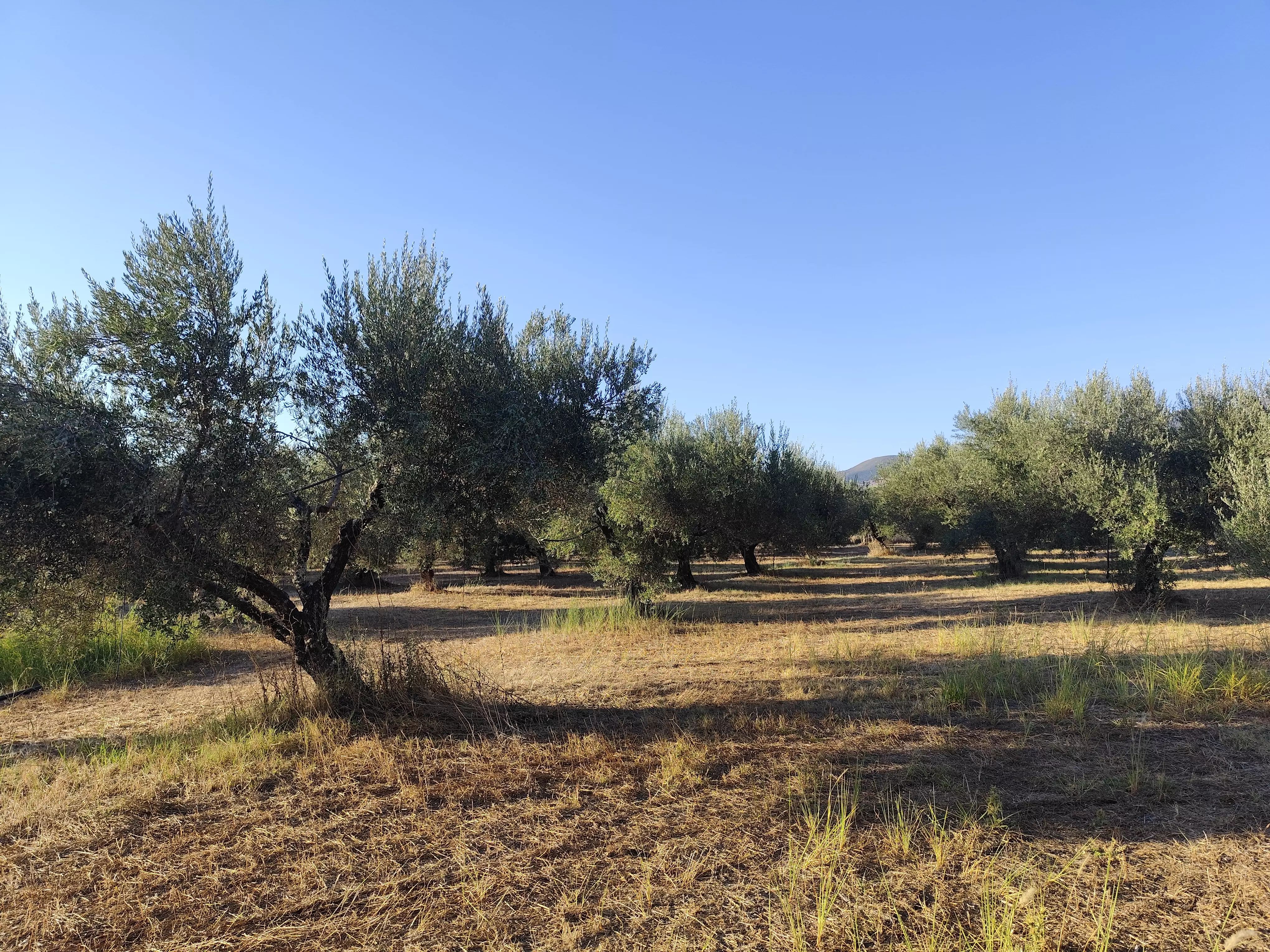 For Sale: Ultra-modern, High-yield 15-acre Organic Olive Grove In Chalandritsa, Achaia