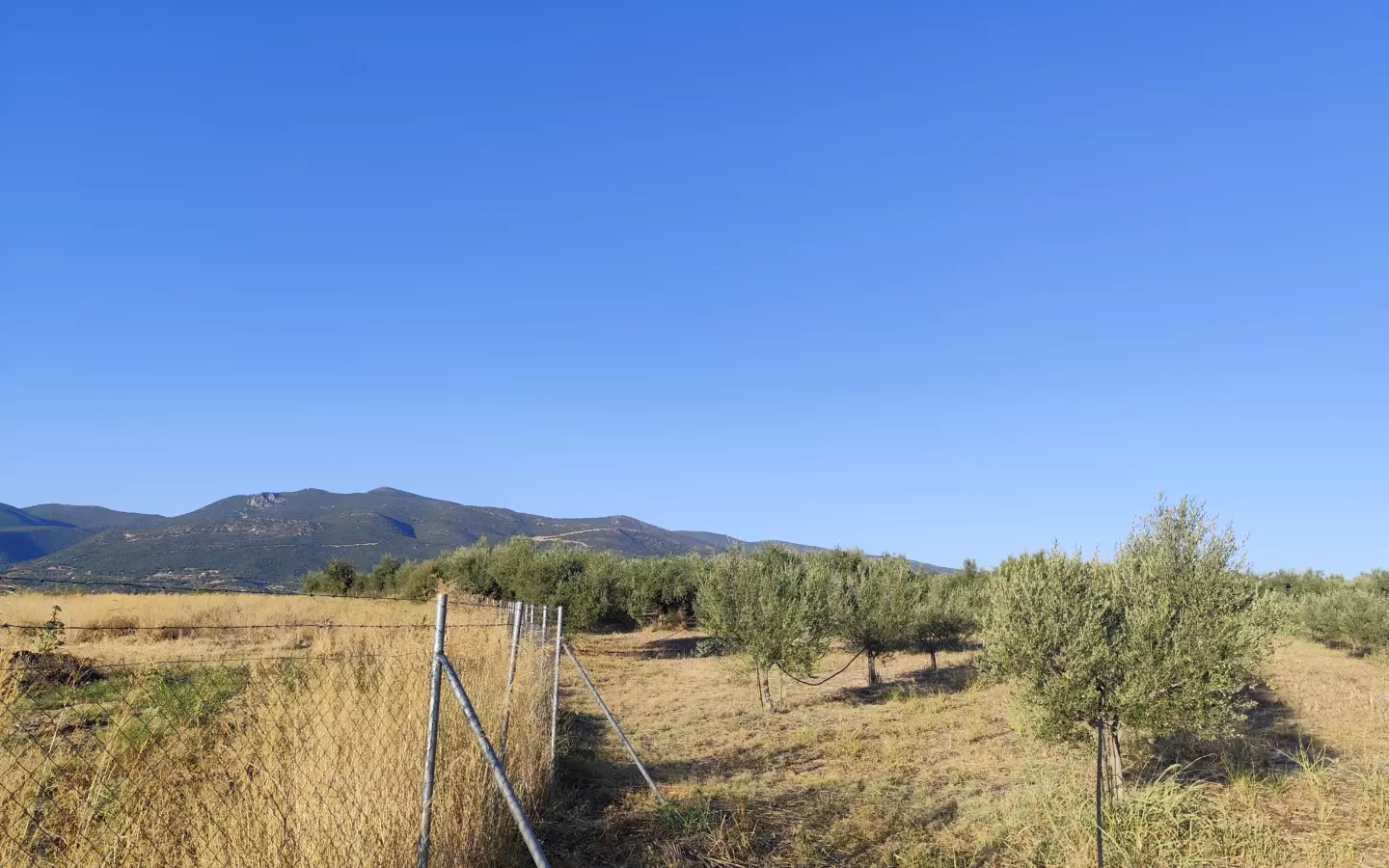 For Sale: Ultra-modern, High-yield 15-acre Organic Olive Grove In Chalandritsa, Achaia
