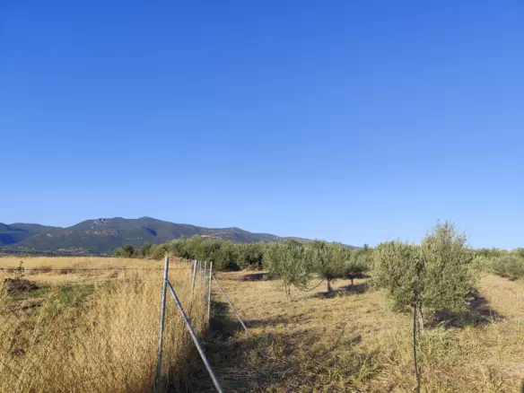 For Sale: Ultra-modern, High-yield 15-acre Organic Olive Grove In Chalandritsa, Achaia