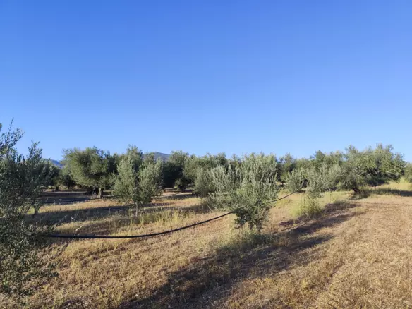 For Sale: Ultra-modern, High-yield 15-acre Organic Olive Grove In Chalandritsa, Achaia