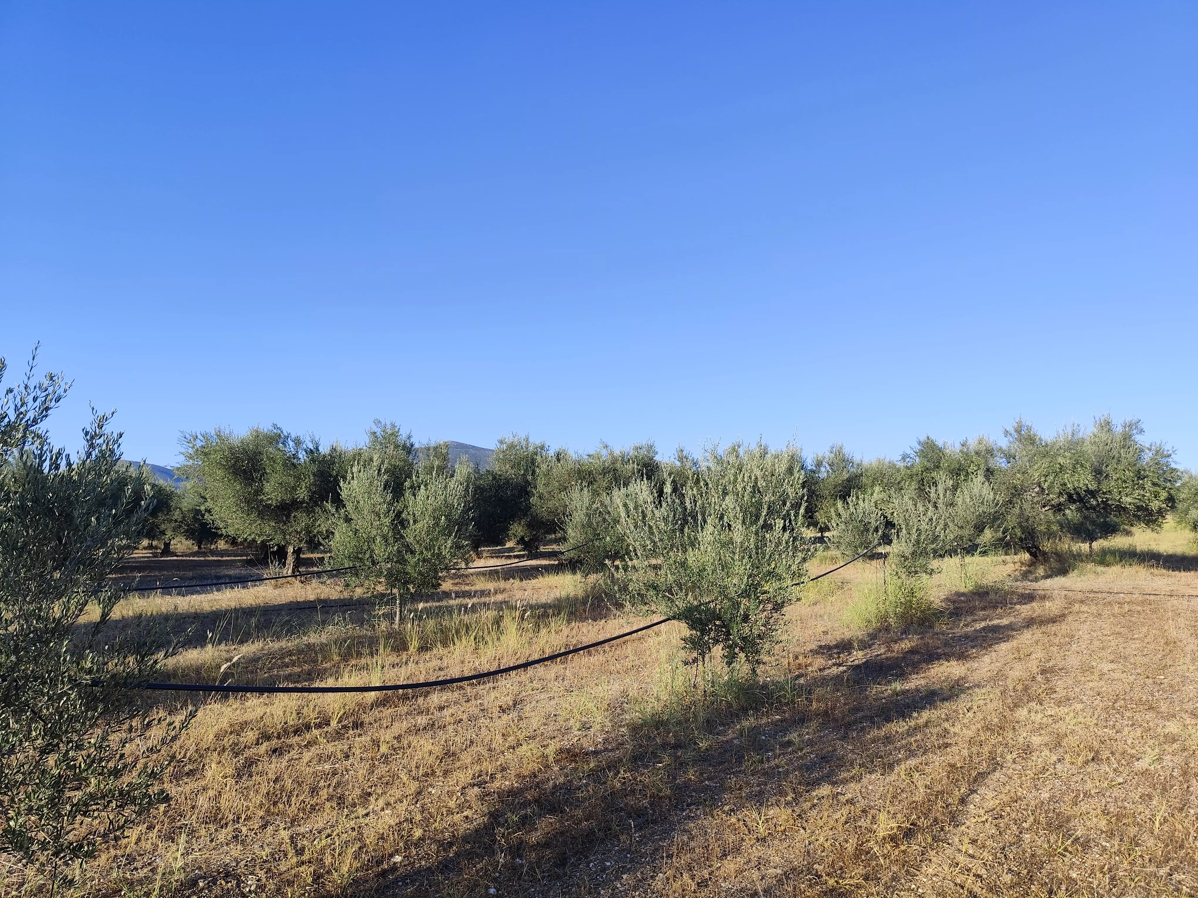 For Sale: Ultra-modern, High-yield 15-acre Organic Olive Grove In Chalandritsa, Achaia