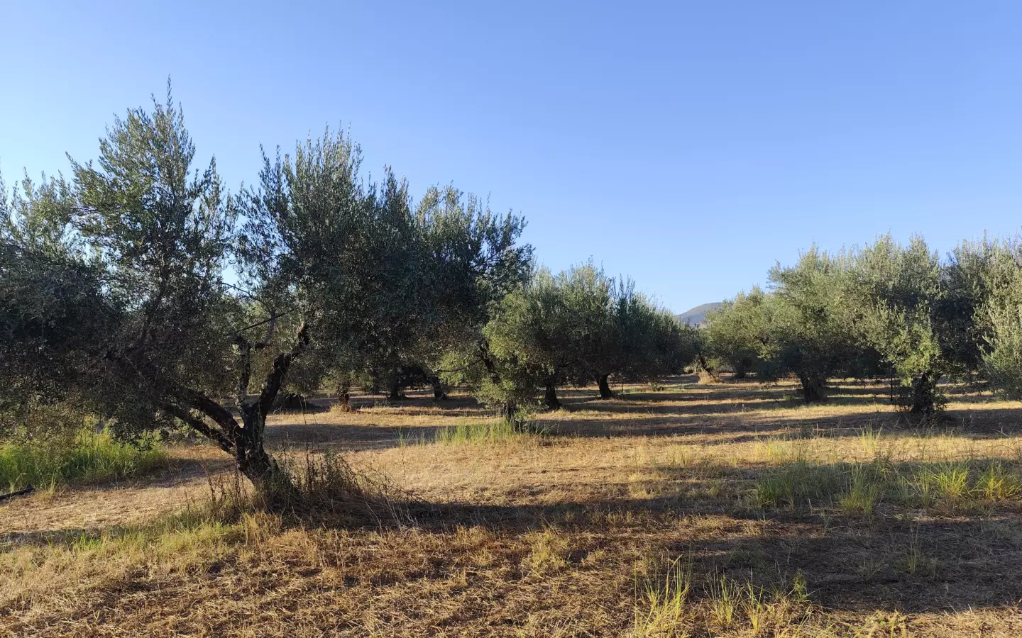 For Sale: Ultra-modern, High-yield 15-acre Organic Olive Grove In Chalandritsa, Achaia