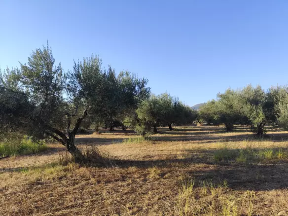 For Sale: Ultra-modern, High-yield 15-acre Organic Olive Grove In Chalandritsa, Achaia
