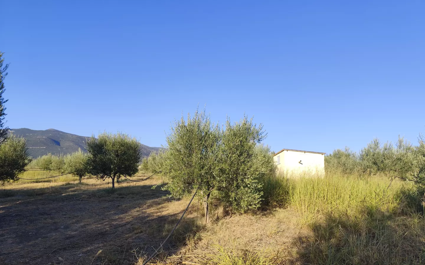 For Sale: Ultra-modern, High-yield 15-acre Organic Olive Grove In Chalandritsa, Achaia