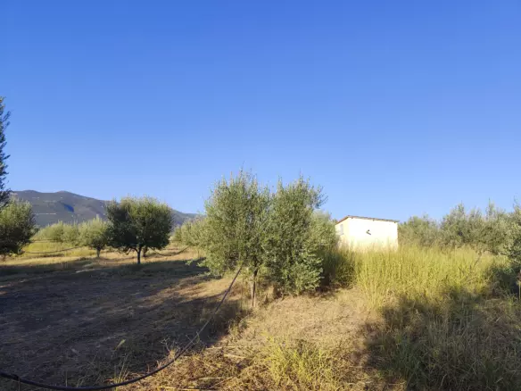 For Sale: Ultra-modern, High-yield 15-acre Organic Olive Grove In Chalandritsa, Achaia