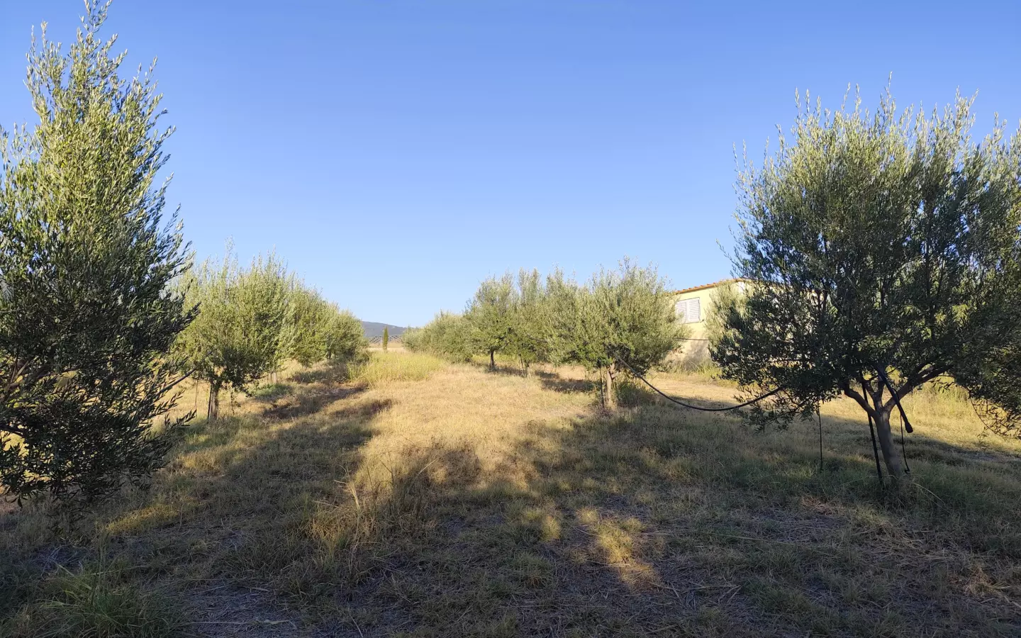 For Sale: Ultra-modern, High-yield 15-acre Organic Olive Grove In Chalandritsa, Achaia