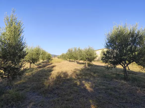 For Sale: Ultra-modern, High-yield 15-acre Organic Olive Grove In Chalandritsa, Achaia