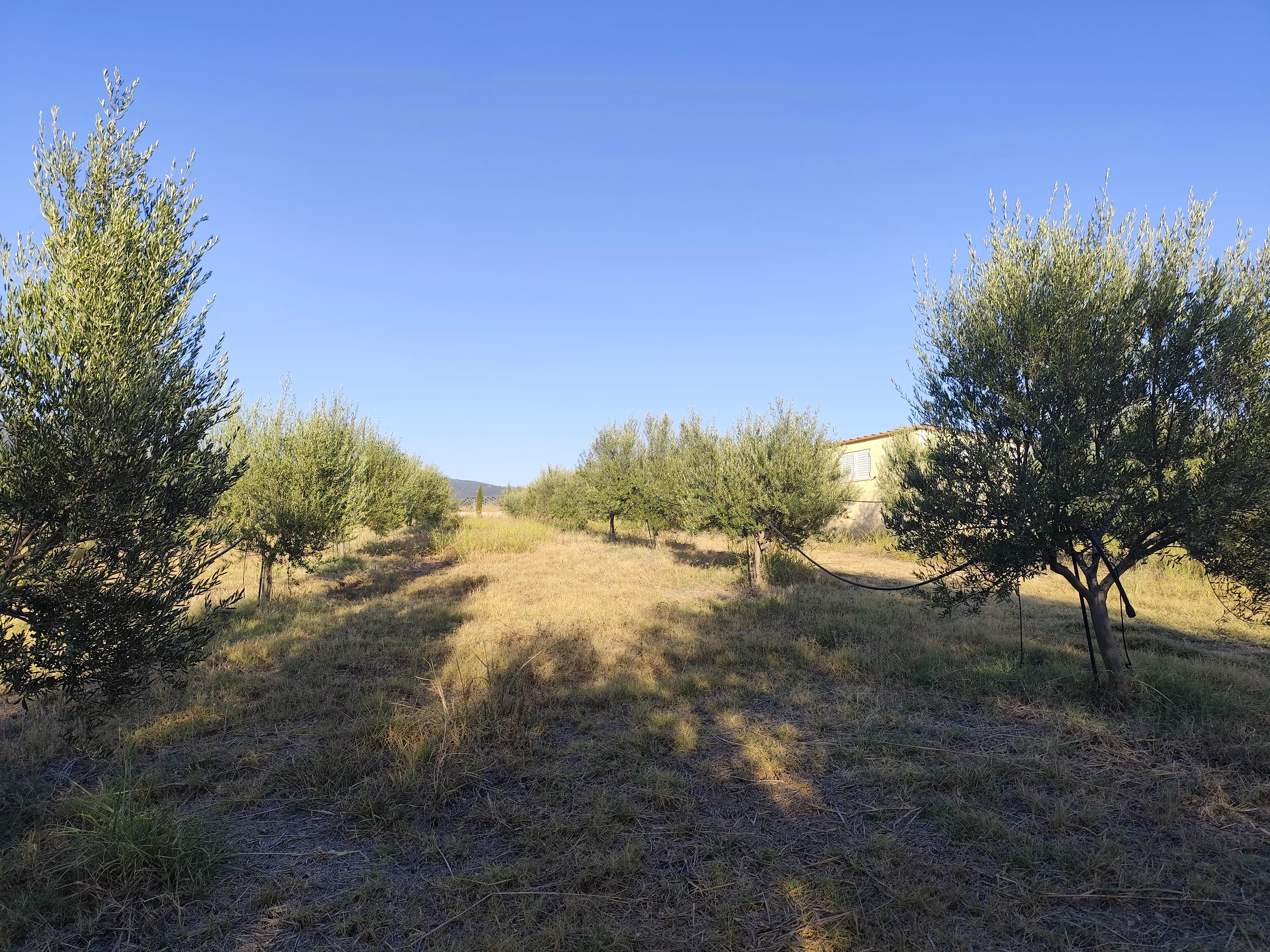 For Sale: Ultra-modern, High-yield 15-acre Organic Olive Grove In Chalandritsa, Achaia