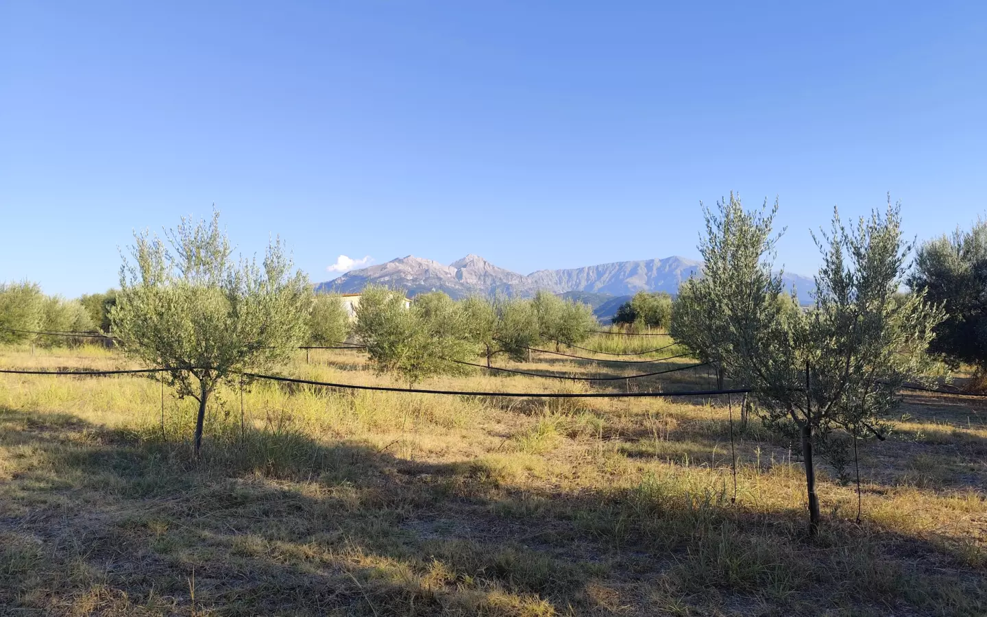 For Sale: Ultra-modern, High-yield 15-acre Organic Olive Grove In Chalandritsa, Achaia