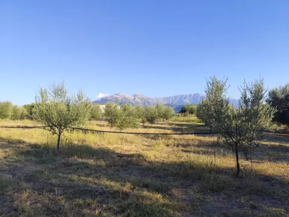 For Sale: Ultra-modern, High-yield 15-acre Organic Olive Grove In Chalandritsa, Achaia
