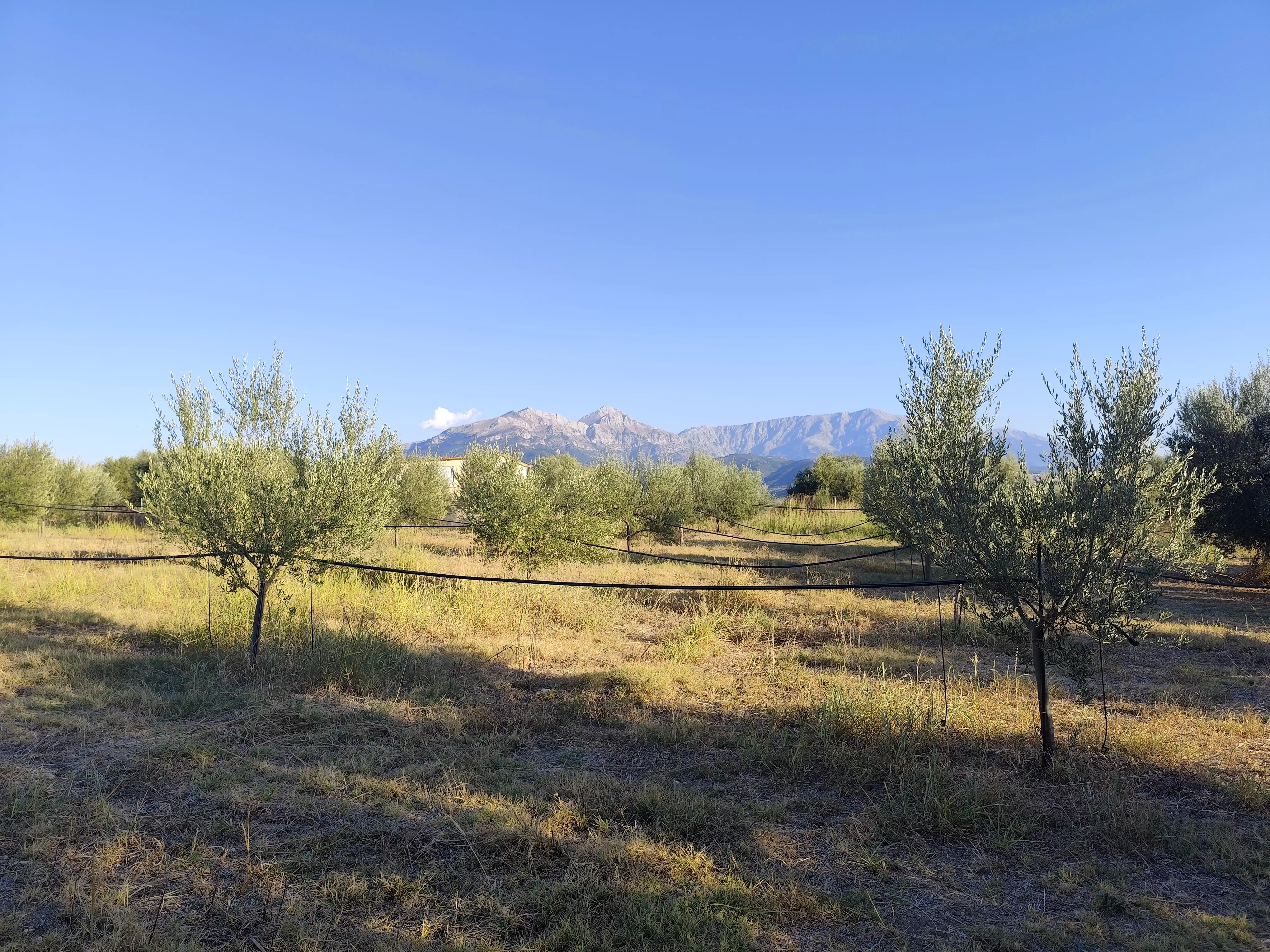 For Sale: Ultra-modern, High-yield 15-acre Organic Olive Grove In Chalandritsa, Achaia