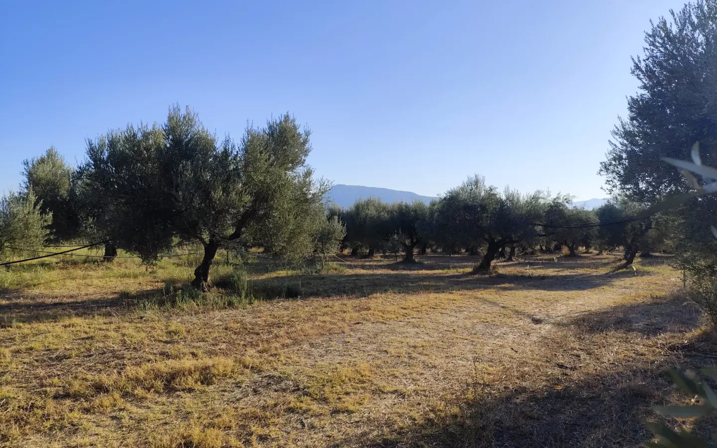 For Sale: Ultra-modern, High-yield 15-acre Organic Olive Grove In Chalandritsa, Achaia