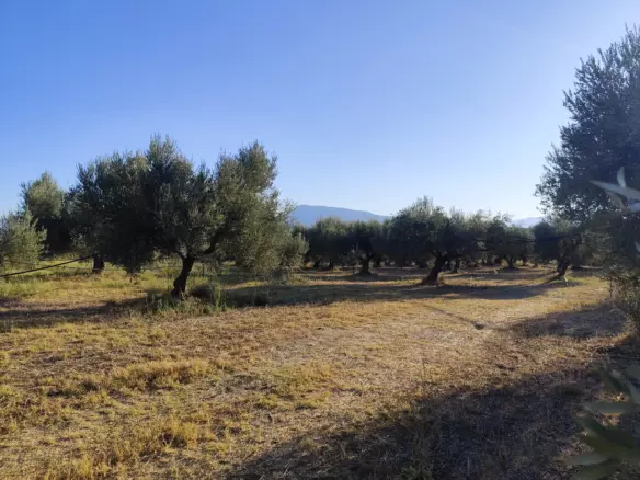 For Sale: Ultra-modern, High-yield 15-acre Organic Olive Grove In Chalandritsa, Achaia