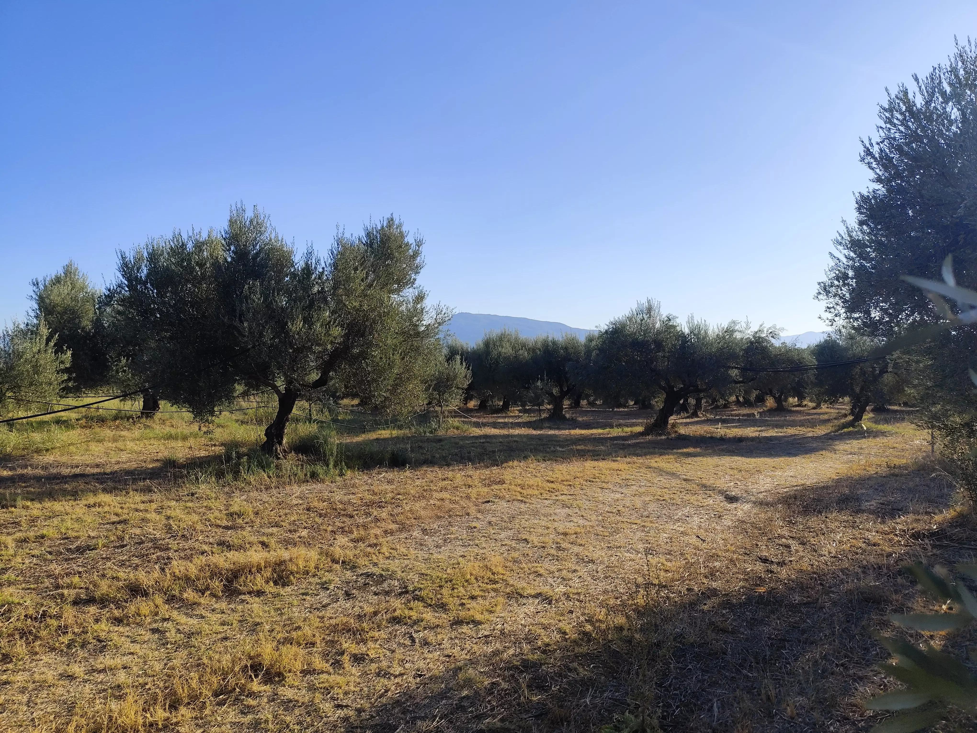 For Sale: Ultra-modern, High-yield 15-acre Organic Olive Grove In Chalandritsa, Achaia