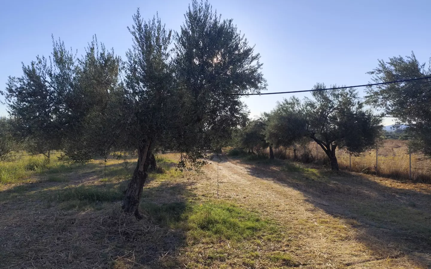 For Sale: Ultra-modern, High-yield 15-acre Organic Olive Grove In Chalandritsa, Achaia