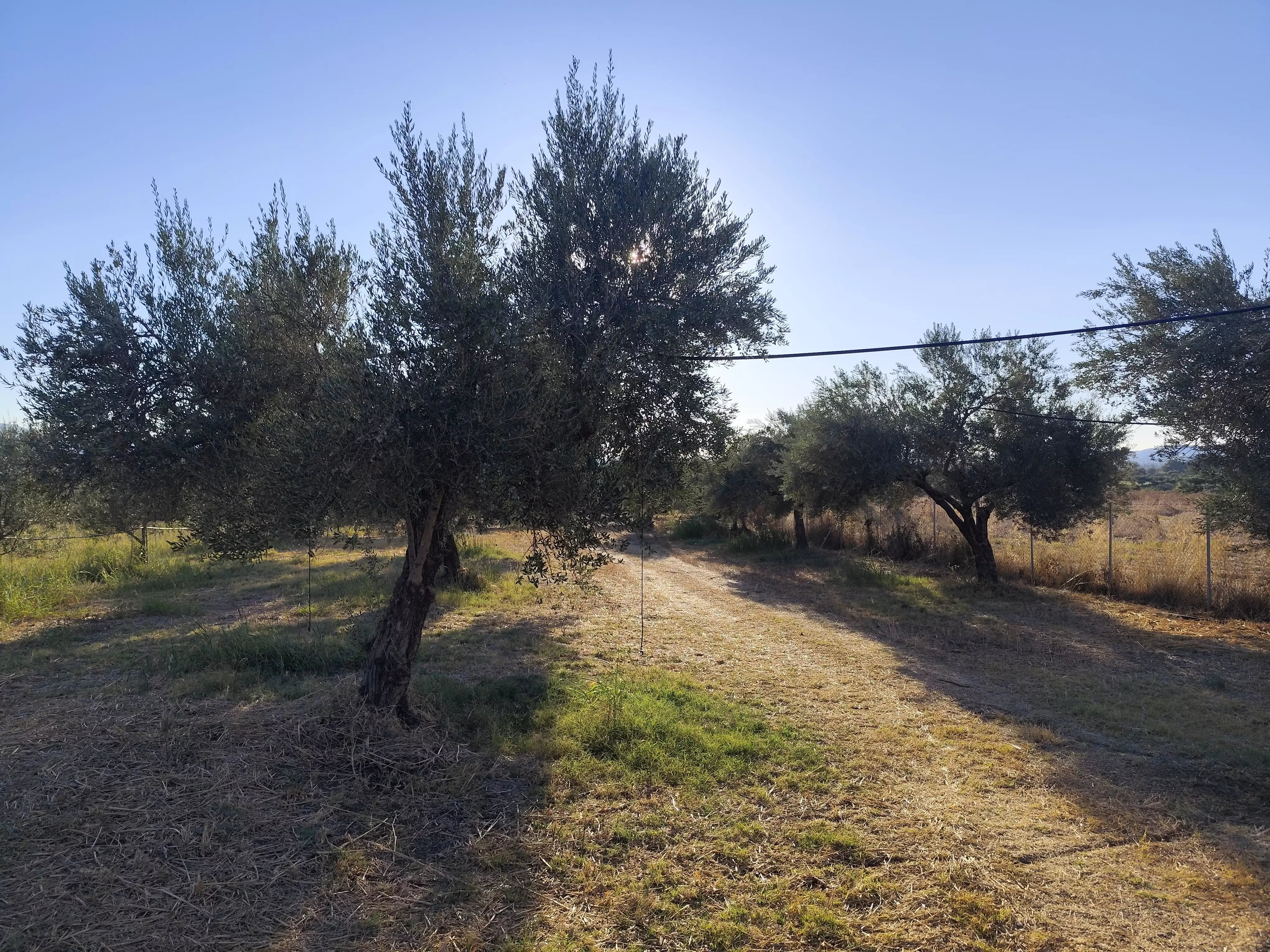 For Sale: Ultra-modern, High-yield 15-acre Organic Olive Grove In Chalandritsa, Achaia
