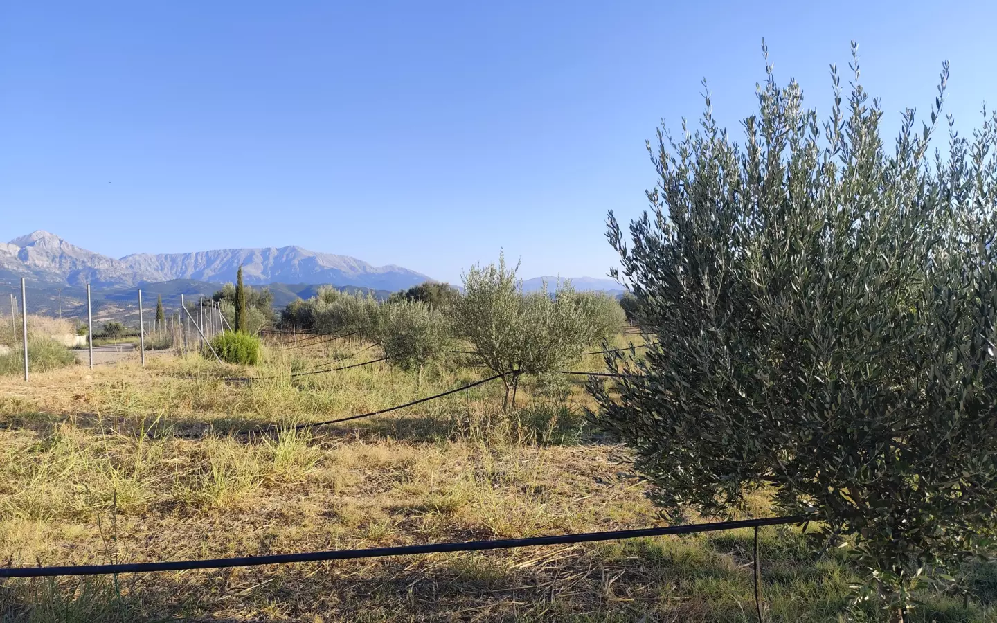 For Sale: Ultra-modern, High-yield 15-acre Organic Olive Grove In Chalandritsa, Achaia