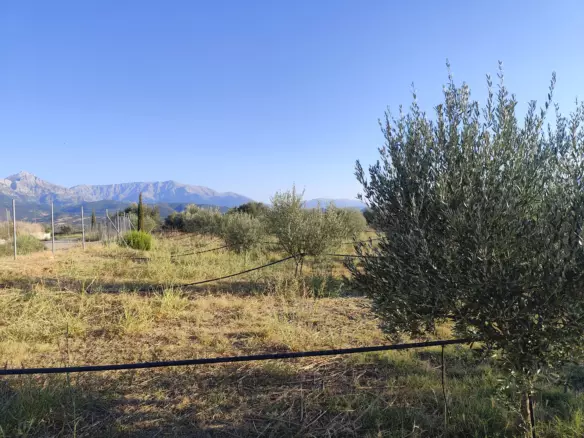 For Sale: Ultra-modern, High-yield 15-acre Organic Olive Grove In Chalandritsa, Achaia