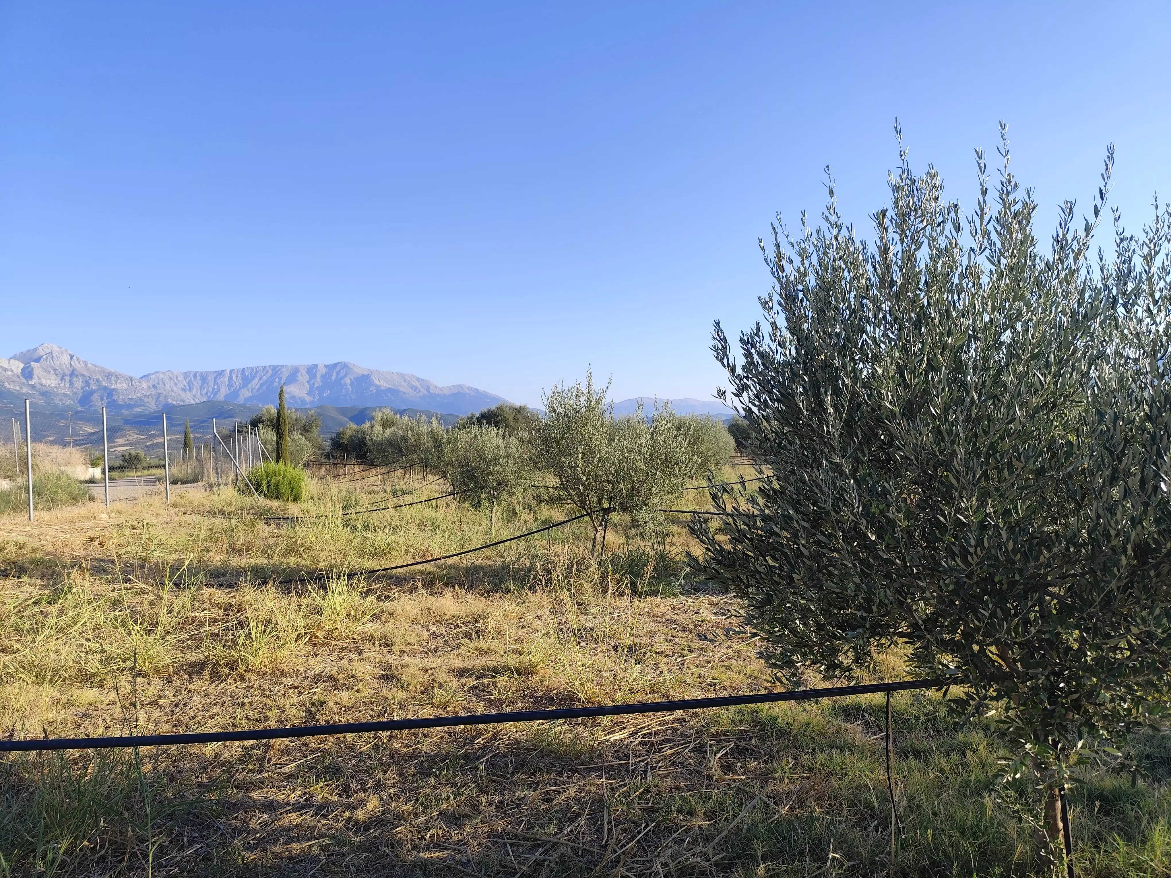 For Sale: Ultra-modern, High-yield 15-acre Organic Olive Grove In Chalandritsa, Achaia