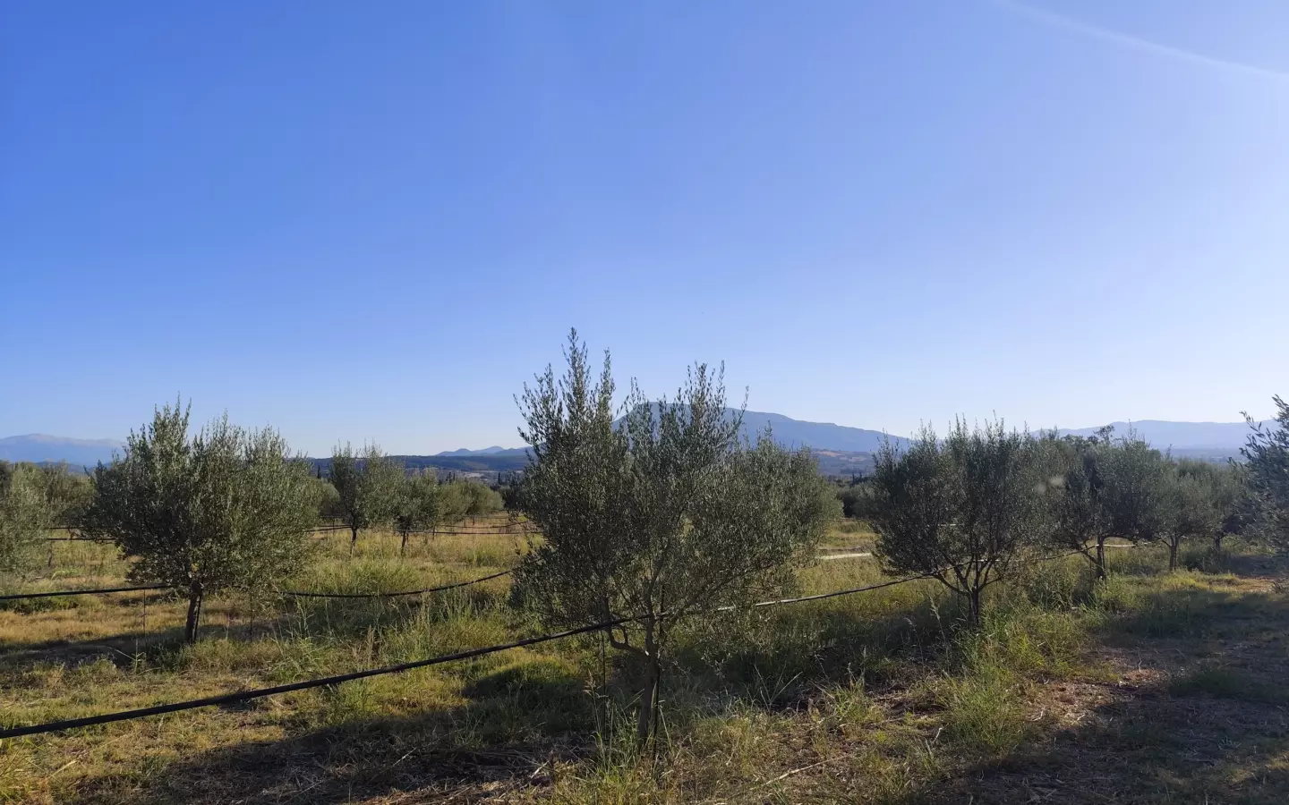 For Sale: Ultra-modern, High-yield 15-acre Organic Olive Grove In Chalandritsa, Achaia