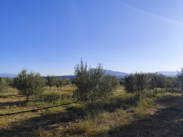 For Sale: Ultra-modern, High-yield 15-acre Organic Olive Grove In Chalandritsa, Achaia