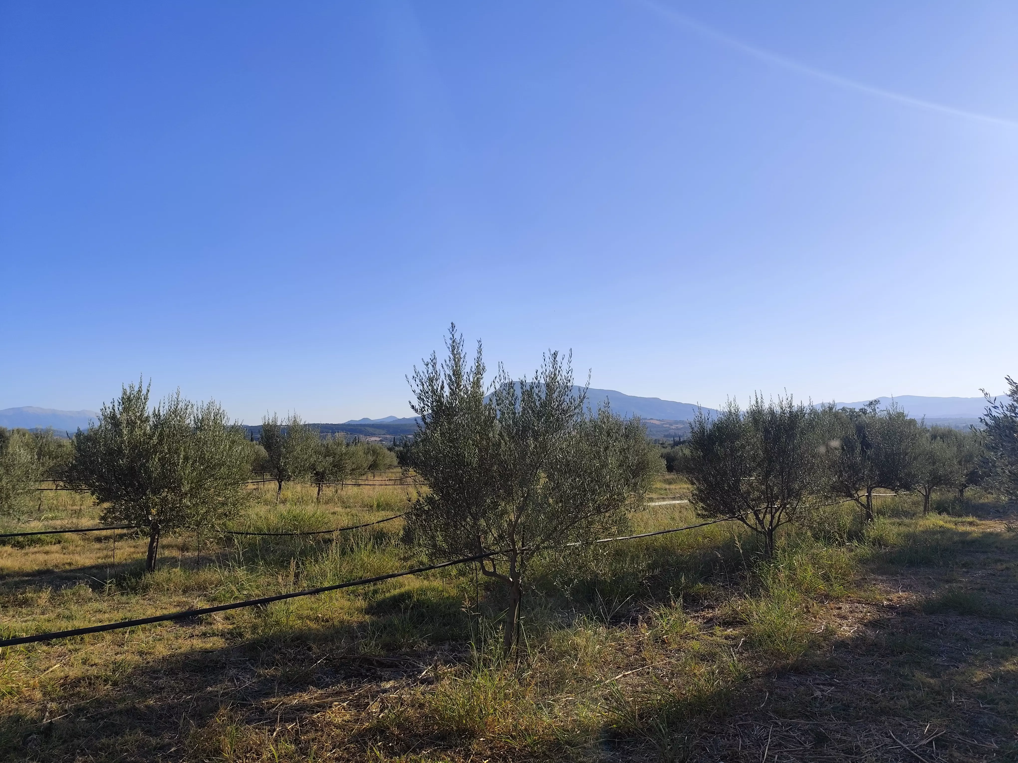 For Sale: Ultra-modern, High-yield 15-acre Organic Olive Grove In Chalandritsa, Achaia