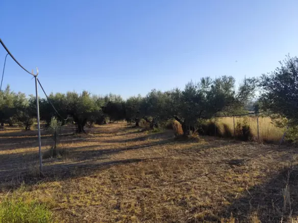 For Sale: Ultra-modern, High-yield 15-acre Organic Olive Grove In Chalandritsa, Achaia
