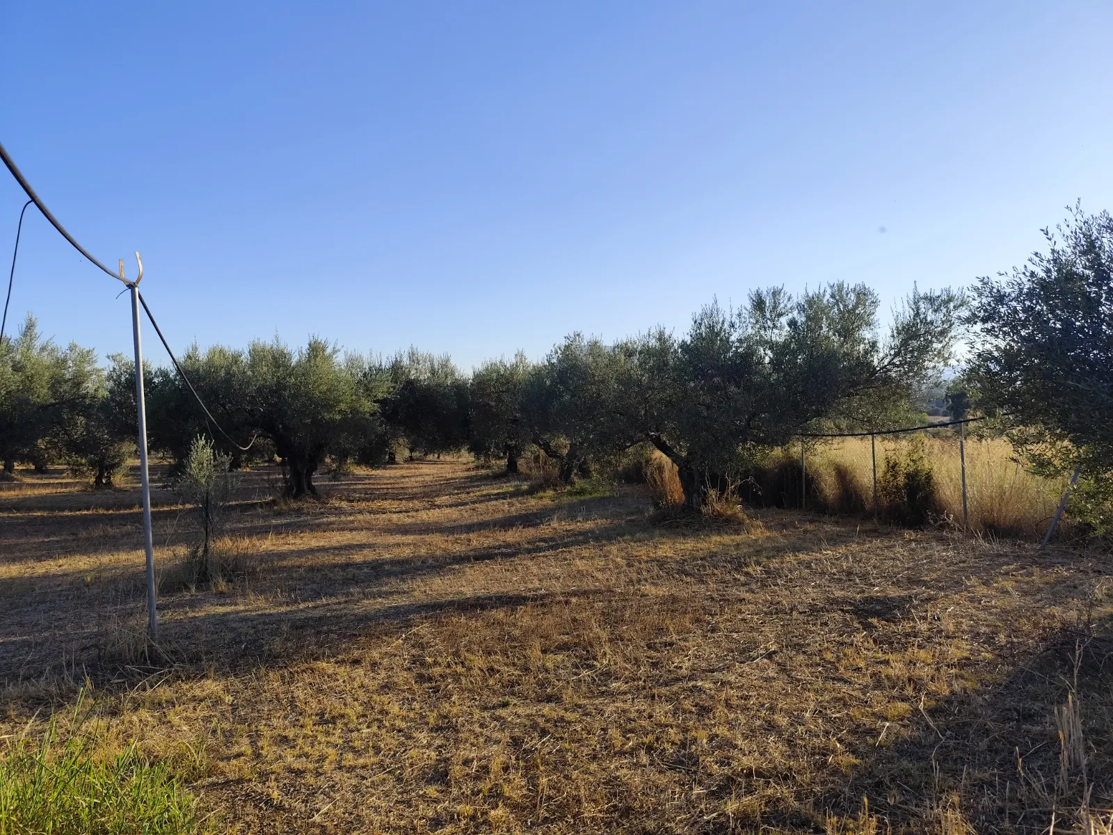For Sale: Ultra-modern, High-yield 15-acre Organic Olive Grove In Chalandritsa, Achaia