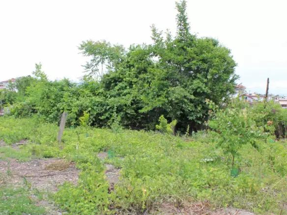 Land In Katerini, Greece