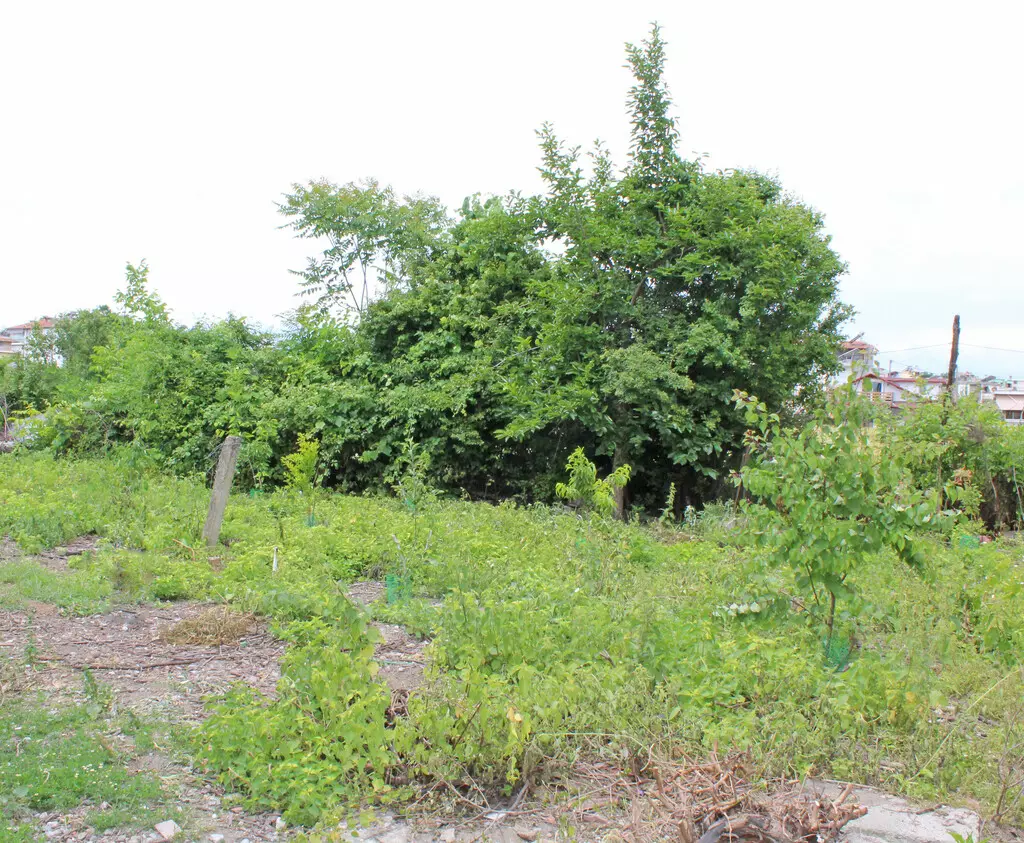 Land In Katerini, Greece