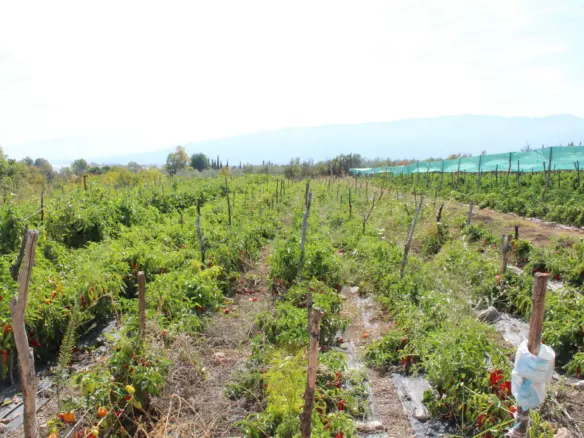 Land In Litochoro, Greece