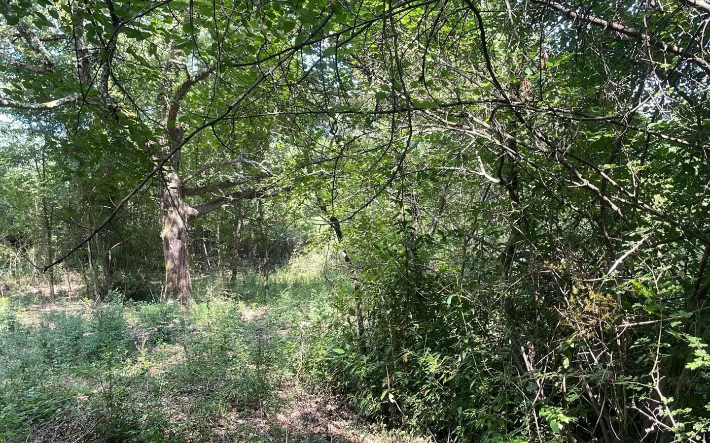 Land In Pićan, Croatia (3.380 M²)